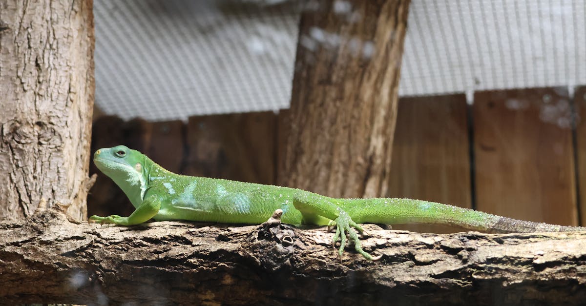 discover the importance of function preservation in programming. learn best practices and techniques to maintain code integrity, enhance scalability, and ensure long-term software reliability.